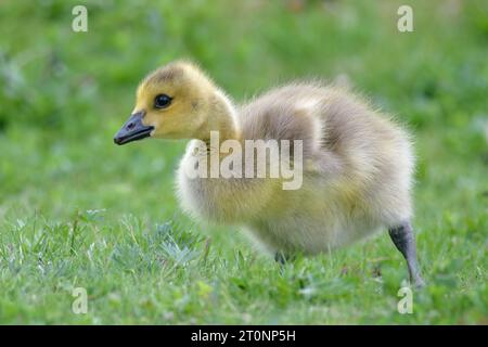 Ritratto di un giovane canadese Goose gosling mentre si allontana in un pomeriggio di metà primavera nel Massachusetts. Foto Stock