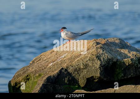 Un Common Tern chiama mentre si arrocca su una roccia in una mattina di inizio estate nel Massachusetts. - Sterna Hirundo. Foto Stock