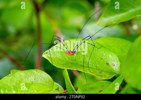 Un Harvestman orientale che si fa strada su una foglia in una mattinata estiva del New England. Foto Stock