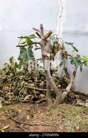 Un albero di fichi potato piantato nel giardino Foto Stock