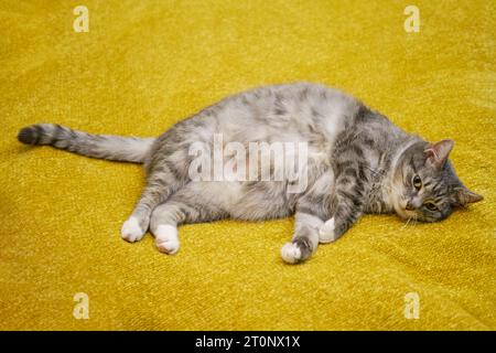 Gatto grasso divertente giace da un lato nel letto di casa, animale malato Foto Stock