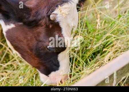 Mucca che mangia il fieno nel fienile, mentre gli altri bovini pascolano fuori. Foto Stock
