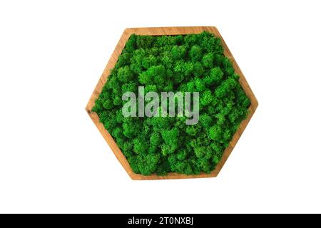 Il muschio stabilizzato sulla parete forma un elemento di design bello e naturale, che aggiunge un tocco di freschezza e stabilità all'arredamento complessivo, isolato Foto Stock