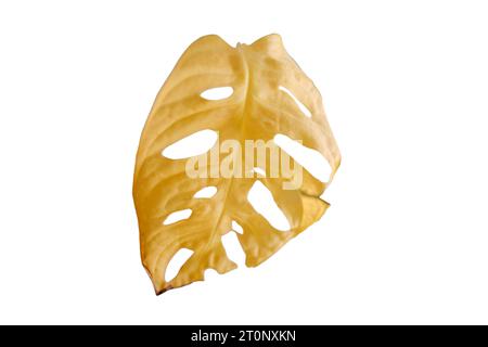 Monstera adansonii con foglie gialle appassite, isolate su sfondo bianco. Maschera di scimmia Monstera con malattia delle piante domestiche Foto Stock