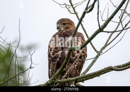 Un falco dalla coda rossa si appollaglia su un ramo di un albero in una mattina estiva del Massachusetts. Foto Stock