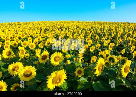 Un campo di girasoli in una mattinata di fine estate del New England. Foto Stock