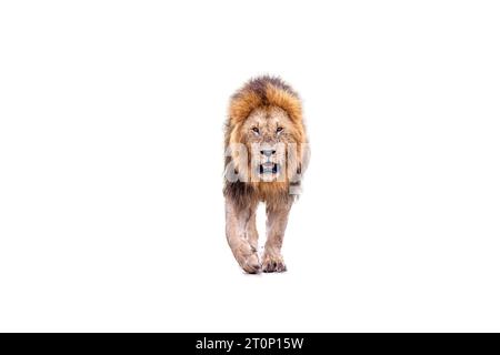 Masai Mara Lion RITAGLIATO Foto Stock