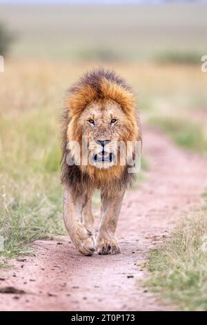 Masai Mara Lion che fa una passeggiata nel suo territorio Foto Stock