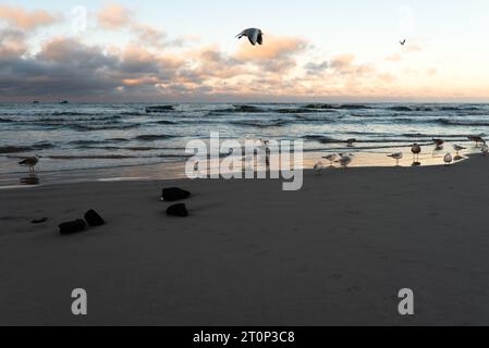 Gabbiani sullo sfondo del tramonto sul mare in inverno Foto Stock