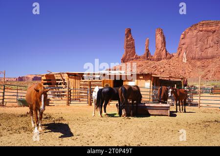 Cavalli nel sud-ovest degli Stati Uniti Foto Stock