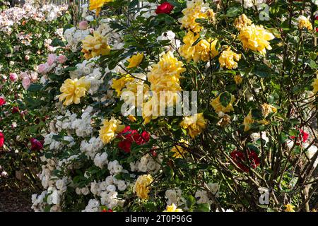 Rose gialle, bianche, rosse e rosa in giardino Foto Stock