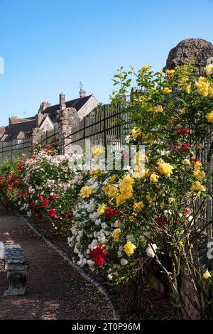Rose gialle, bianche, rosse e rosa in giardino Foto Stock