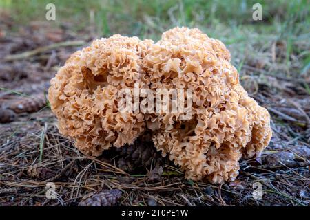 Il fungo cavolfiore è un fungo parassita che assomiglia a un cavolfiore che cresce su alberi e legni di conifere, provincia del Brabante settentrionale, Netherla Foto Stock