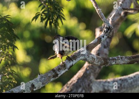 Aracari a molte bande (Pteroglossus pluricinctus) arroccato su un albero nell'Ecolodge di Yasuni Kichwa, Ecuador Foto Stock