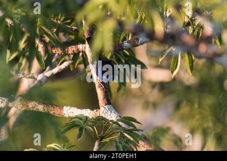 Tanager arroccato Opal-rumped (Tangara velia) presso Yasuni Kichwa Ecolodge in Ecuador Foto Stock