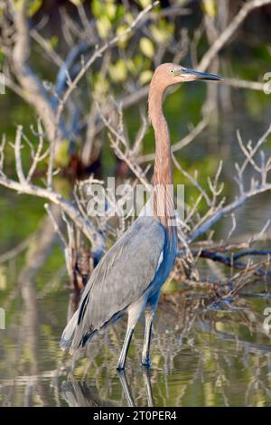 Un egretto rossastro (Egretta rufescens) nelle mangrovie di Ambergris Caye, Belize. Foto Stock