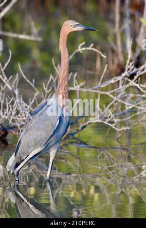 Un egretto rossastro (Egretta rufescens) nelle mangrovie di Ambergris Caye, Belize. Foto Stock