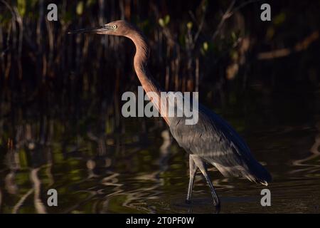 Un'egretta rossiccia solitaria (Egretta rufescens), in condizioni di scarsa illuminazione al tramonto, che si tuffa nelle mangrovie di Ambergris Caye, Belize. Foto Stock