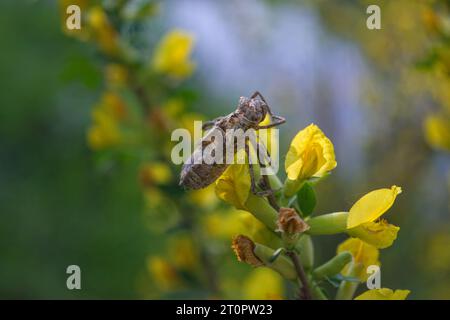 Guscio vuoto o bozzolo di una larva di libellula appesa a una foglia di canna nello stagno, abbandonata dopo la metamorfosi, copia spazio, fuoco selezionato. Foto Stock