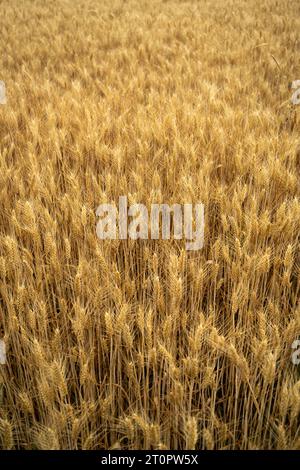 Vista su un campo di grano con piante di grano maturo nella zona rurale a fine estate appena prima del raccolto Foto Stock