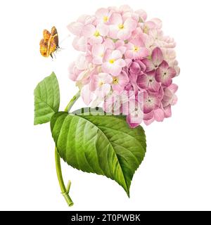 Hortensia o ortensia illustrazione di Pierre-Joseph Redoute, artista botanico reale delle regine di Francia, soprannominato Raffaello dei Fiori Foto Stock