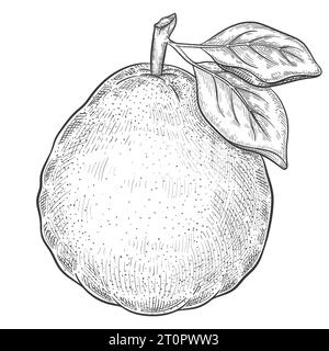 Pompelmo Pomelo, cotogna o agrumi mandarino succosa. Schizzo esotico del contorno botanico del pummelo. Limone con foglie. Vitamine food disegno vettoriale Illustrazione Vettoriale