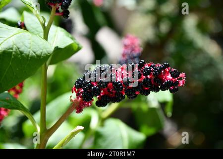 Il pokeweed indiano era precedentemente utilizzato nella medicina indiana Foto Stock