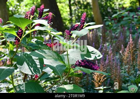 Il pokeweed indiano era precedentemente utilizzato nella medicina indiana Foto Stock