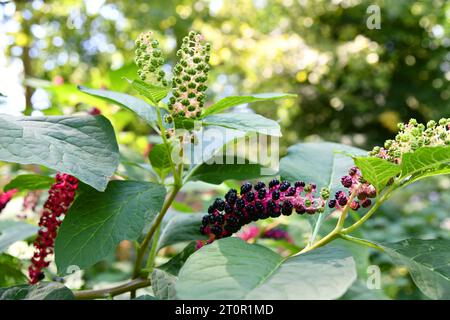 Il pokeweed indiano era precedentemente utilizzato nella medicina indiana Foto Stock