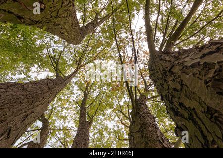 cime degli alberi con fogliame autunnale viste dal basso Foto Stock