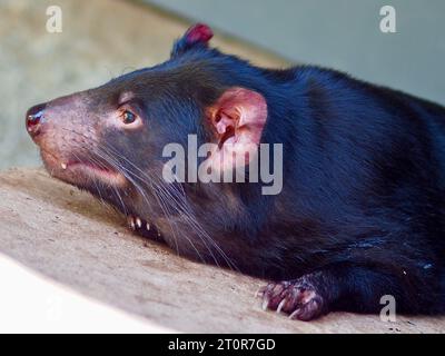 Un ritratto di primo piano di un sensazionale e distintivo diavolo della Tasmania in un tranquillo riposo. Foto Stock