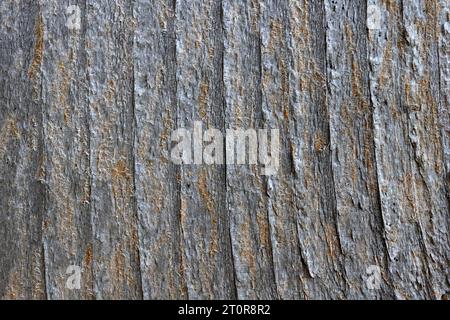 Primo piano della grana di un pannello di recinzione in legno. Foto Stock