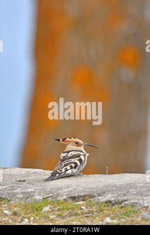 Hoopoe eurasiatica (Upupa epops) arroccato su un muro. Foto Stock