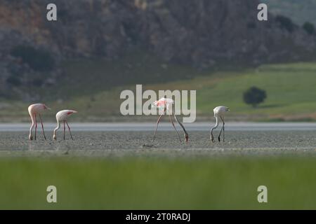 Il fenicottero maggiore (Phoenicopterus roseus) si nutre nel lago. Foto Stock