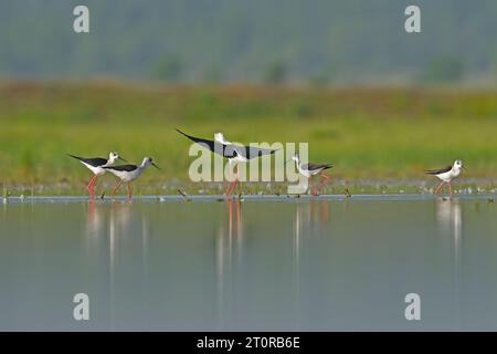 Un gruppo di palafitte alate nere (Himantopus himantopus) nel lago. riflesso e sfondo verde Foto Stock
