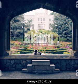 Il cane riposa di fronte allo storico castello di Hatley, British Columbia Foto Stock