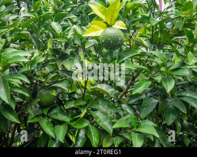 Tangerini non maturi su un ramo. Agrumi Bush. Tangerino verde su una boccola. Foglie. Il processo di maturazione dei frutti. Frutta non matura Foto Stock