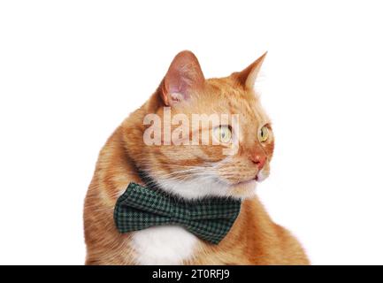 Gatto carino con cravatta di fiocco isolato su bianco Foto Stock