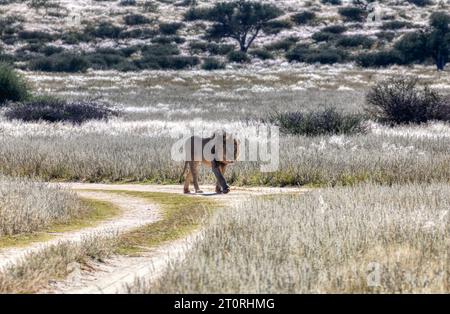 leone con cicatrici da battaglia che cammina all'incrocio di strade sterrate nella savana, interazione con le persone, lontano albero di acacia Foto Stock