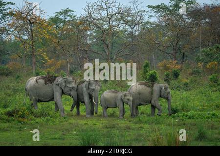 Mandria di elefanti sullo sfondo della foresta di terai durante la stagione primaverile Foto Stock