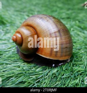 Una lumaca marrone con guscio a spirale che strizza su un'erba sintetica con la sua traccia scivolosa Foto Stock