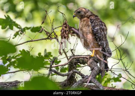 Falco selvatico e libero con le spalle rosse (Buteo lineatus) su un arto dello zoo Bear Hollow di Athens, Georgia. (USA) Foto Stock