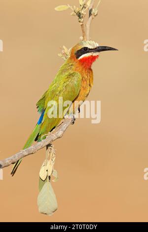 Un mangiatore di api dalla facciata bianca (Merops bullockoides) arroccato su un ramo, il Kruger National Park, Sudafrica Foto Stock