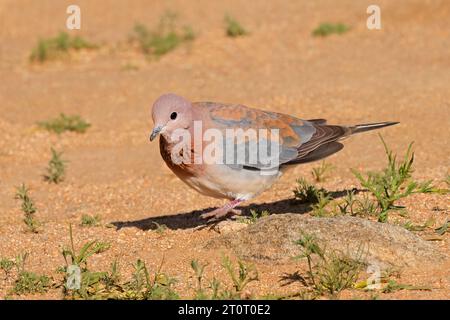 Una colomba ridente (Spilopelia senegalensis) in habitat naturale, Sudafrica Foto Stock