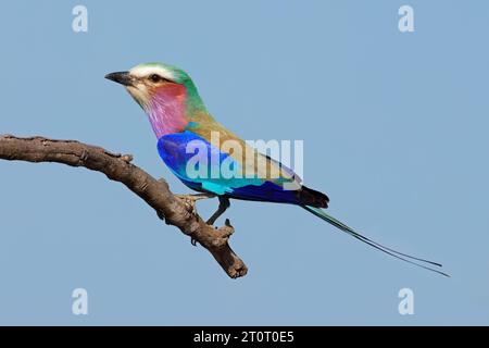 Rullo petto di lilla (Coratias caudata) arroccato su una diramazione, Kruger National Park, Sudafrica Foto Stock