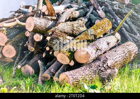 Pila di legna da ardere nella foresta, primo piano. Foto Stock