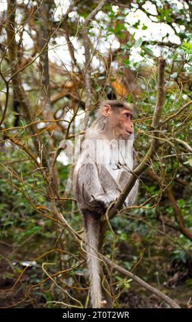Una foto di scimmia di Rhesus (Rhesus Macaque) seduto in un ramo d'albero. Foto Stock