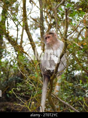 Una foto di scimmia di Rhesus (Rhesus Macaque) seduto in un ramo d'albero. Foto Stock