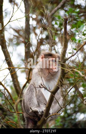 Una foto di scimmia di Rhesus (Rhesus Macaque) seduto in un ramo d'albero. Foto Stock