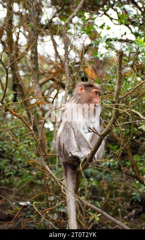 Una foto di scimmia di Rhesus (Rhesus Macaque) seduto in un ramo d'albero. Foto Stock